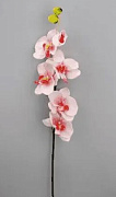 Орхидея H-81 см DN-49701