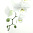Штора для ванной 180*200 см Orchidea/20