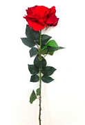 Роза искусственная H-78 см DN-42139