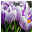 Весы напольные Willmark WBS-1811D Crocuses