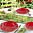 Flowerfield Anis&Red Сервиз столовый 6 персон 52 предмета/1