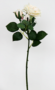 Роза анлийская 50 см/1