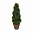 Дерево Бухус спиралевидный в горшке DT13-T015