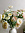 AltFlowers Камелия кустовая 90623 микс