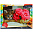 Картина по номерам 30*40 см Котик в розах